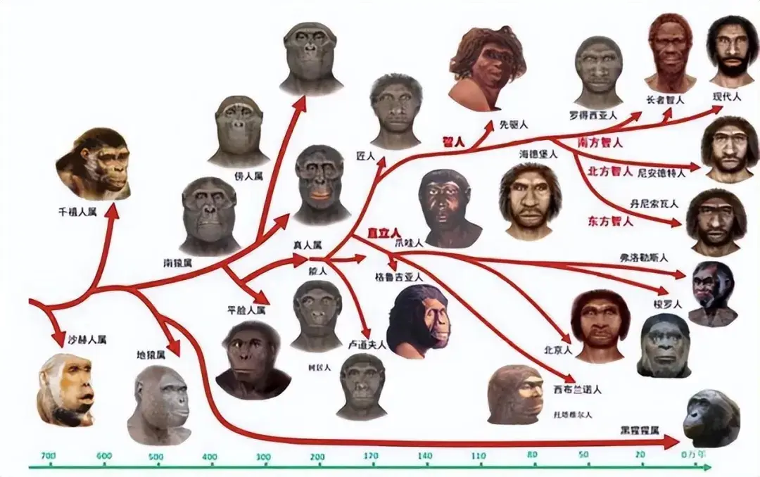 人类起源进化论科普_人类与动物实操ppt看视频_神创论与外星人创造论对比